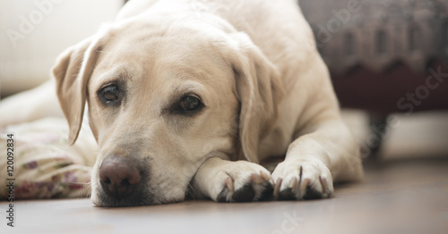 yellow labrador