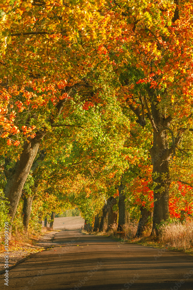 Naklejka premium Piękna romantyczna jesienna aleja kolorowe drzewa i światło słoneczne