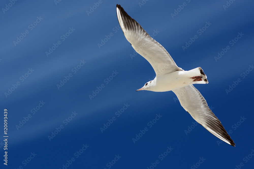 Obraz premium Mewa w locie nad Morzem Bałtyckim w Świnoujściu