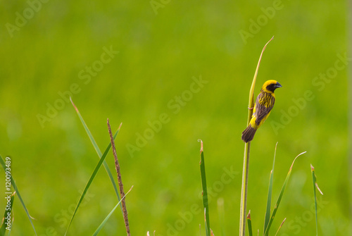 Asian Golden Weaver in nature background © forest71