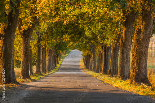 Beautiful romantic autumn alley colorful trees and sunlight