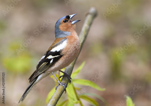 bird Chaffinch sings on the branch in spring Park