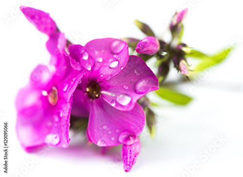 Garden Phlox paniculata on white background