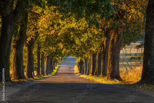 Fototapeta Naklejka Na Ścianę i Meble -  Beautiful romantic autumn alley colorful trees and sunlight