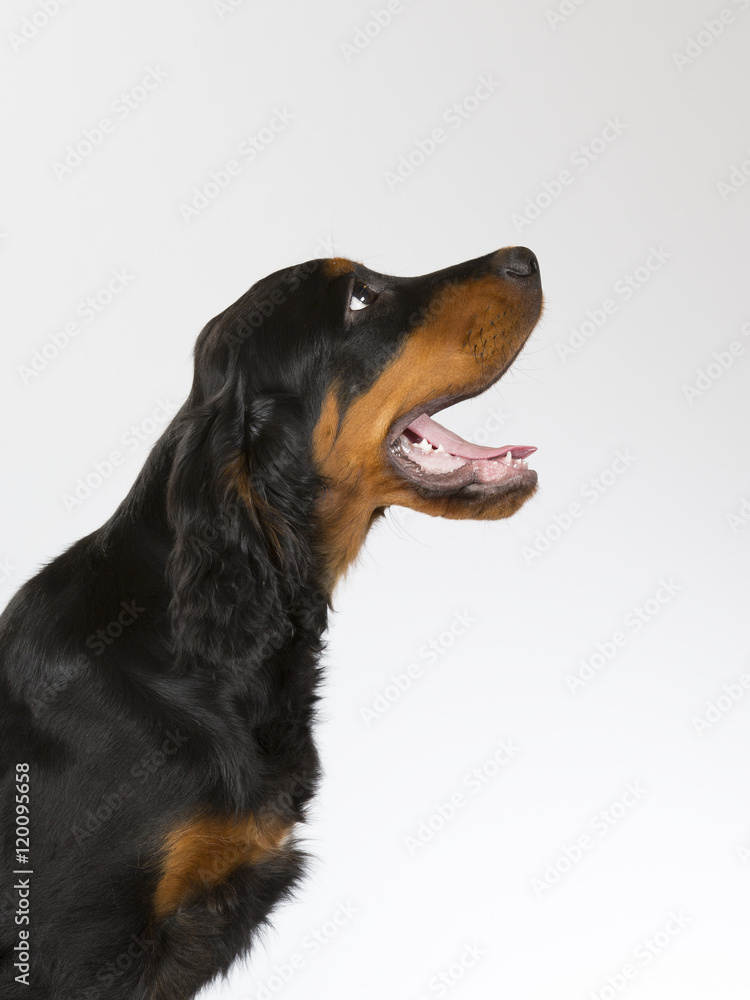 Gordon setter puppy portrait. Image taken in a studio. Lots of room for text.