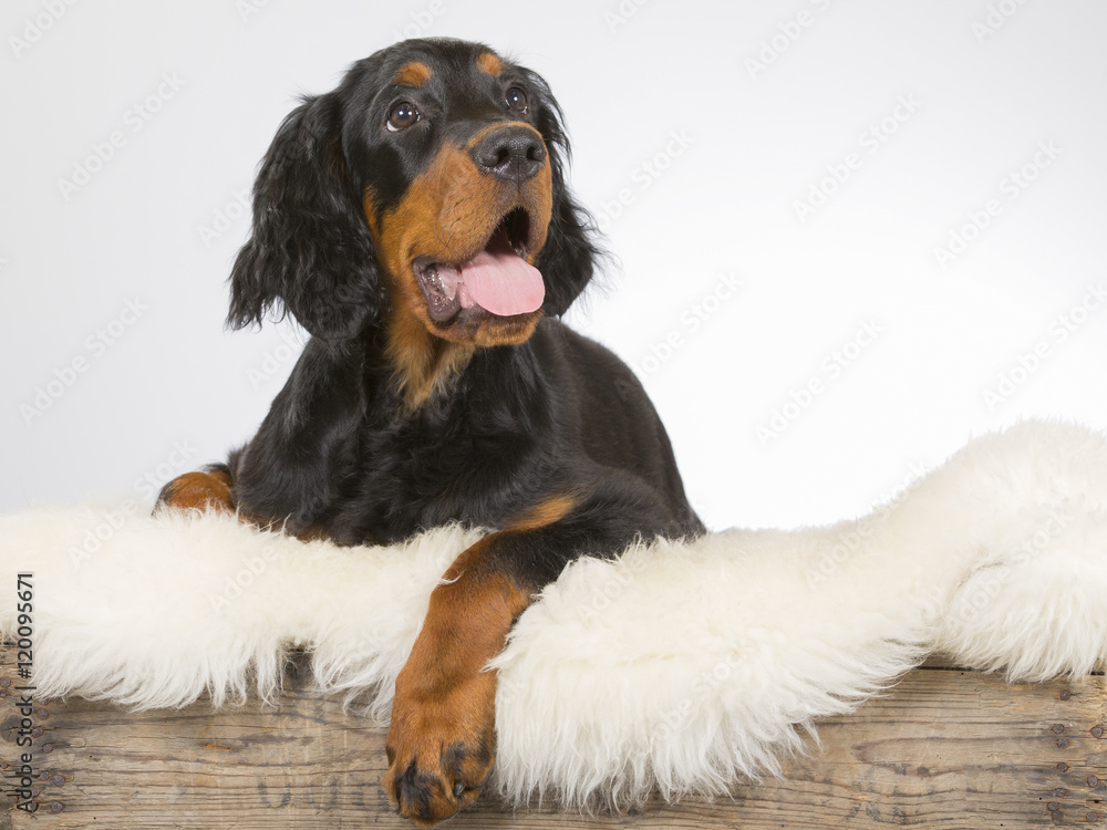 Gordon setter puppy portrait. Image taken in a studio. Gordon setter puppy portrait. Image taken in a studio.