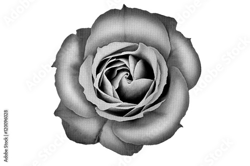 Canvas Print Halftone rose close up