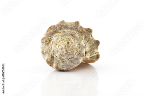 sea shell, Turbinella. photo