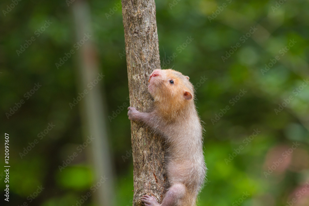 Lesser Bamboo Rat in nature Lesser Bamboo Rat in nature