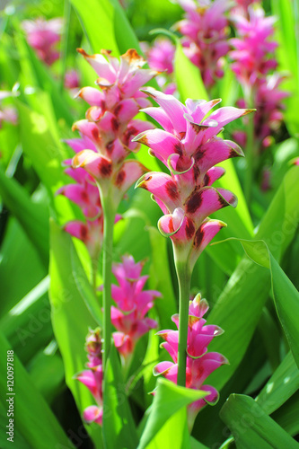 Close up siam tulip beautiful flowers pink color