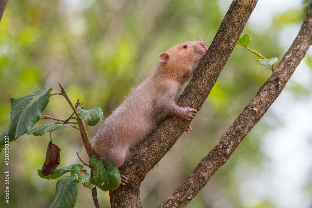 Lesser Bamboo Rat in nature Lesser Bamboo Rat in nature