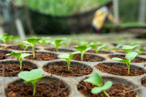 Closeup of small  saplings in pots. photo