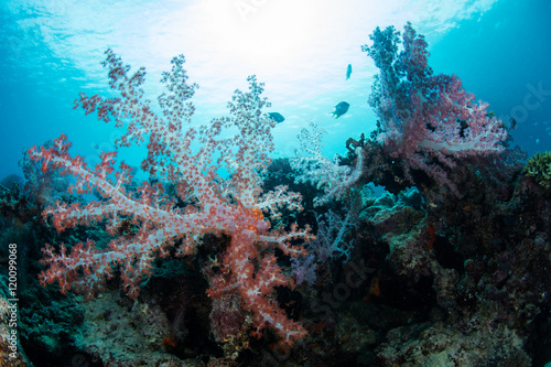 Fototapeta Naklejka Na Ścianę i Meble -  Soft Corals and Sunlight in South Pacific