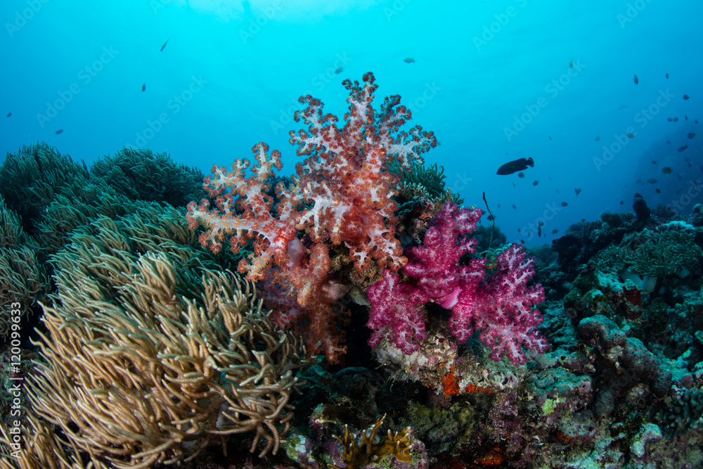 Fototapeta premium Soft Corals Growing in South Pacific