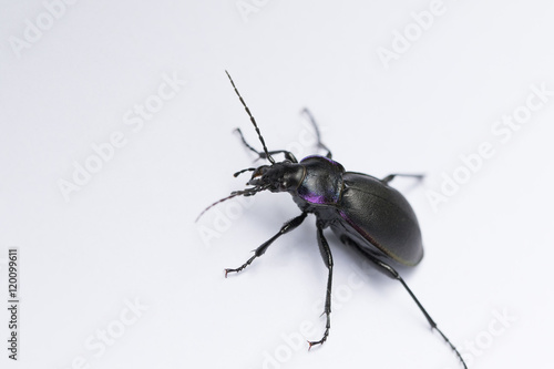 Violet ground beetle-Carabus Violaceus