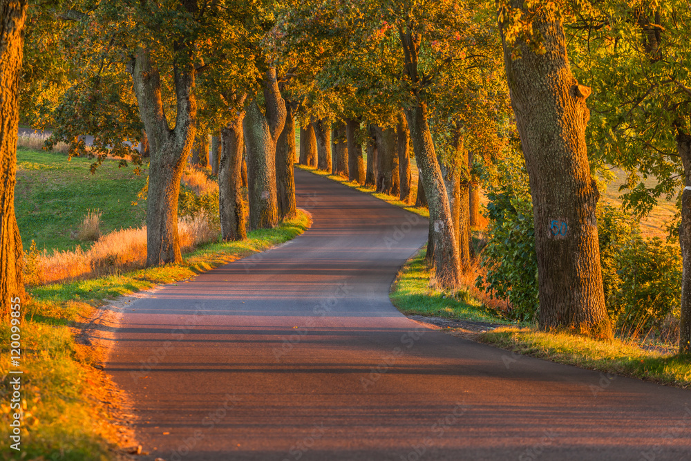 Beautiful romantic autumn alley colorful trees and sunlight
