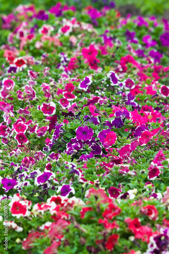 Flowers in the flowerbed closeup