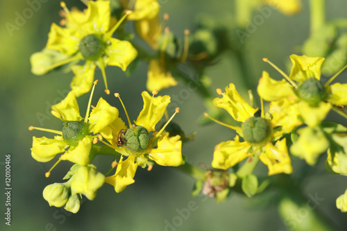 Obraz na plátně Ruta graveolens is a perennial herb