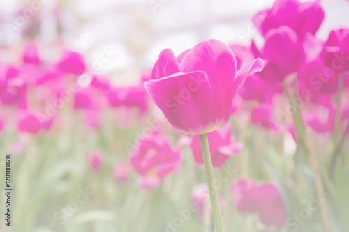 Pink tulips in field.