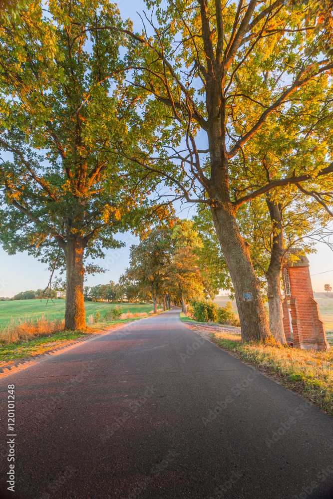 Obraz premium Beautiful romantic autumn alley colorful trees and sunlight 