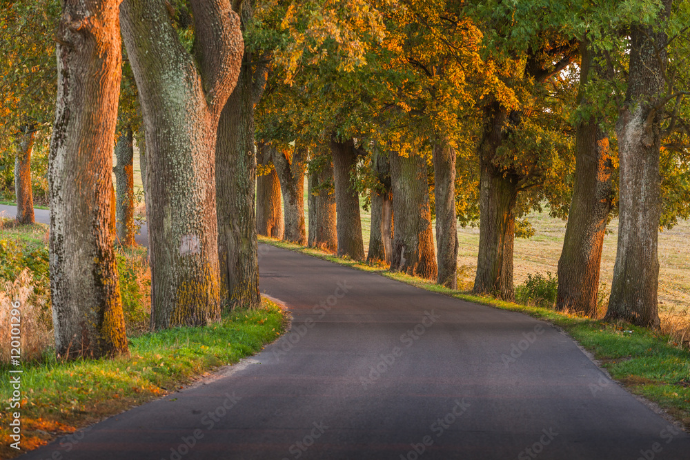 Beautiful romantic autumn alley colorful trees and sunlight
