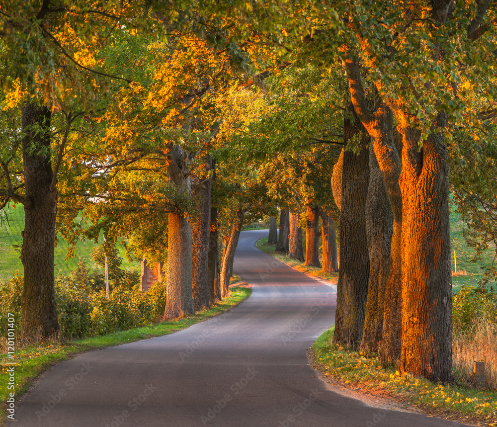 Beautiful romantic autumn alley colorful trees and sunlight
