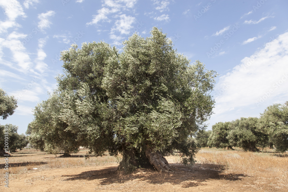 Fototapeta premium Alberi di ulivo in Salento, Puglia, Italia