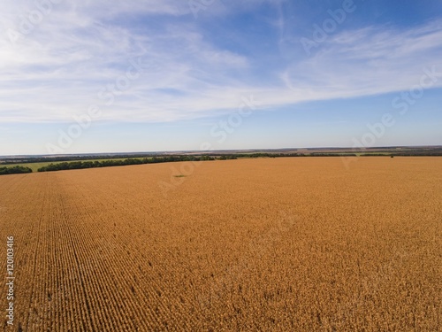 Yellow ripened corn field. Aerial shot. Stock Image.