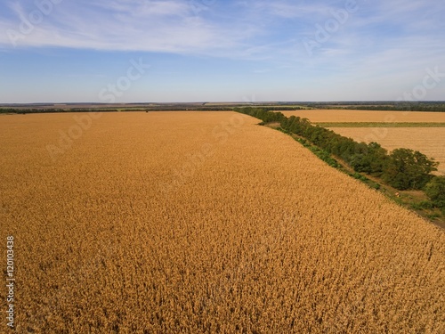 Yellow ripened corn field. Aerial shot. Stock Image.