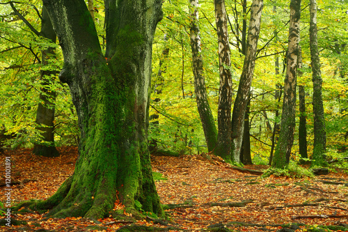 Deciduous Forest of Moss Covered Beech, Oak and Birch Trees in Early Autumn