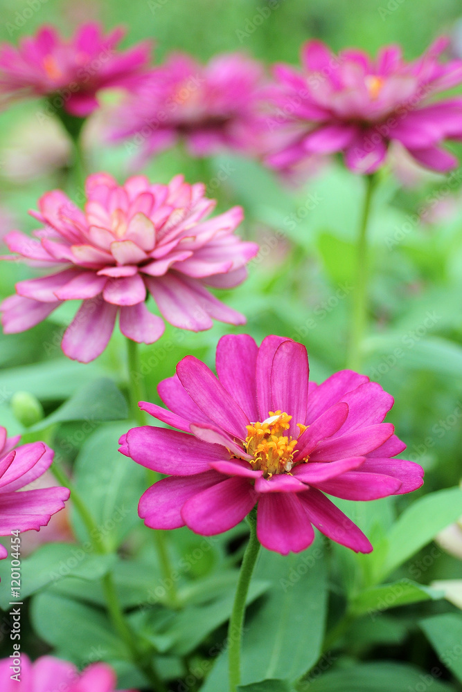 Fototapeta premium Closeup Pink Flowers