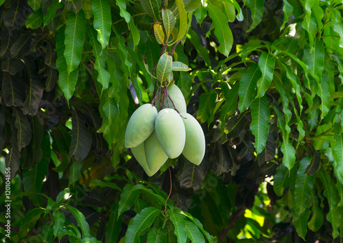 Bunch of green and ripe orange mango on tree. Selective focus on orange mango. Selective focus