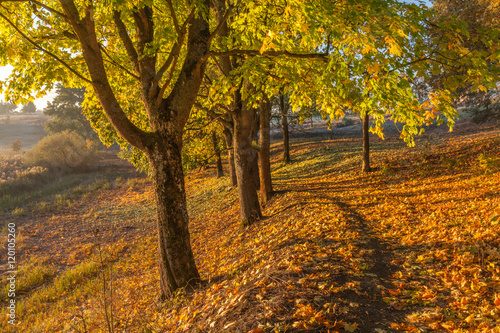 Fototapeta Naklejka Na Ścianę i Meble -  misty morning on Mazury lake
