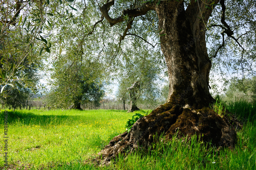 Ancient Olive Tree in Tuscany landscape Ancient Olive Tree in Tuscany landscape