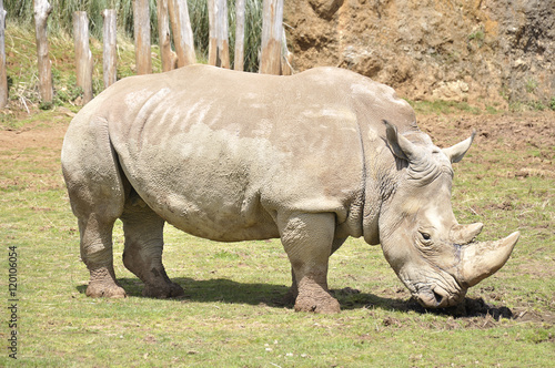 Rhinoceros walking through a meadow