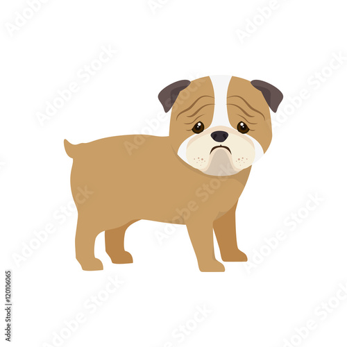 pug breed dog canine pet animal. puppy cartoon. vector illustration © Gstudio