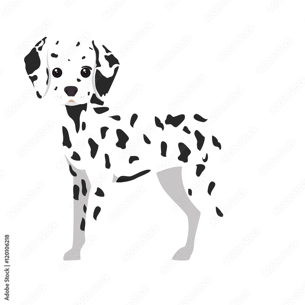 dalmatian breed dog canine pet animal. puppy cartoon. vector illustration dalmatian breed dog canine pet animal. puppy cartoon. vector illustration