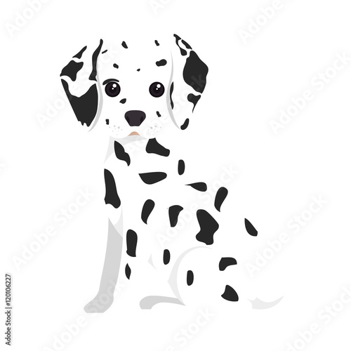 dalmatian breed dog canine pet animal. puppy cartoon. vector illustration