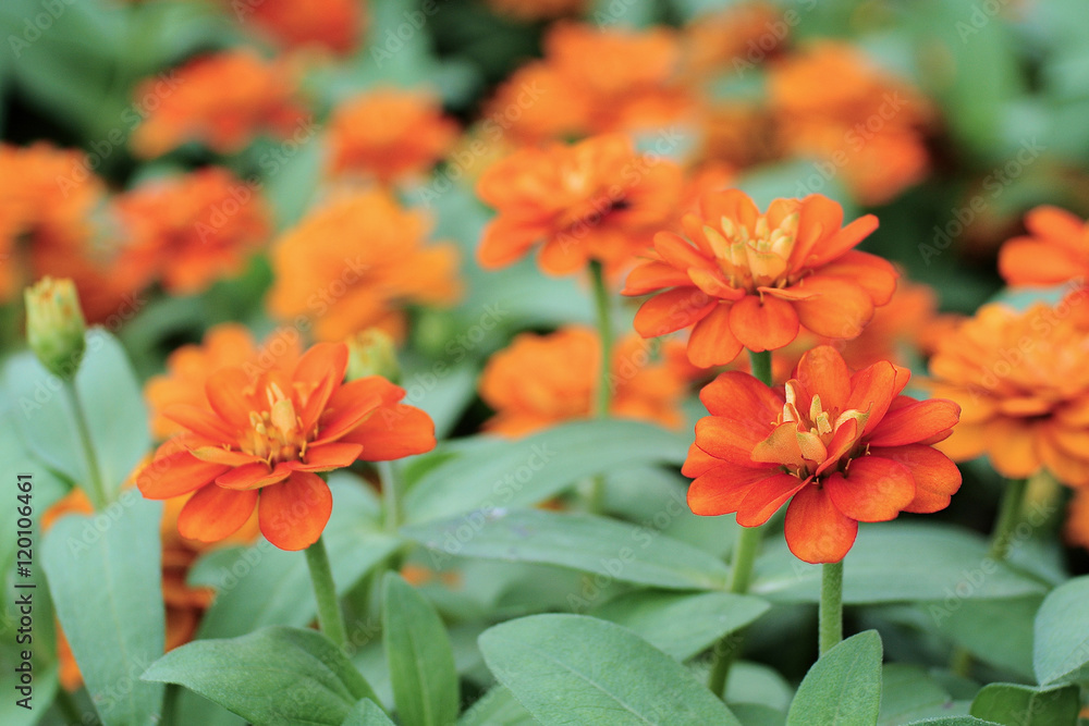 Oranger flowers in the garden, selective focus Oranger flowers in the garden, selective focus