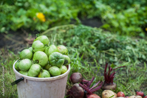 Fresh harvesting tomatoes