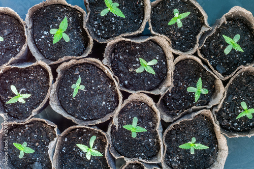 cannabis seedling