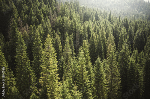 Fototapet pine tree forest from above