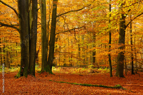 Autumn  Forest of Old Beech Trees  Leafs Changing Colour
