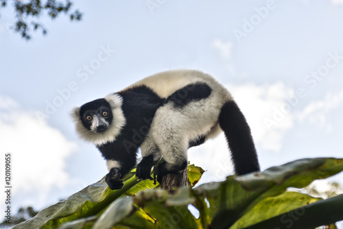 Lemure indri photo