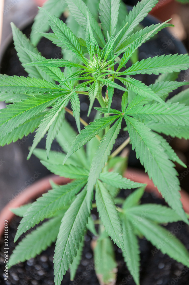 cannabis flowering cannabis flowering