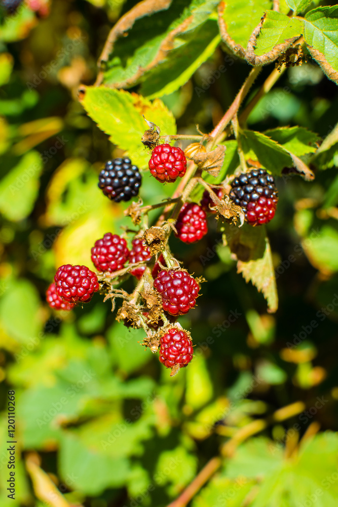Blackberries ripening on the branch. Blackberries ripening on the branch.