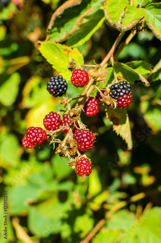 Blackberries ripening on the branch.