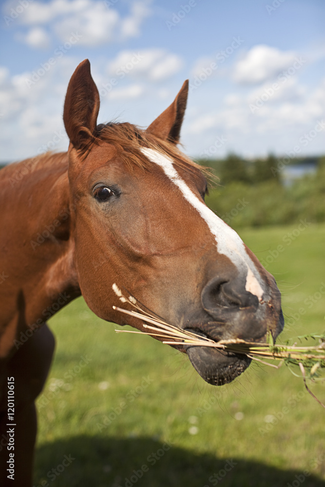 Fototapeta premium Horse Lunch