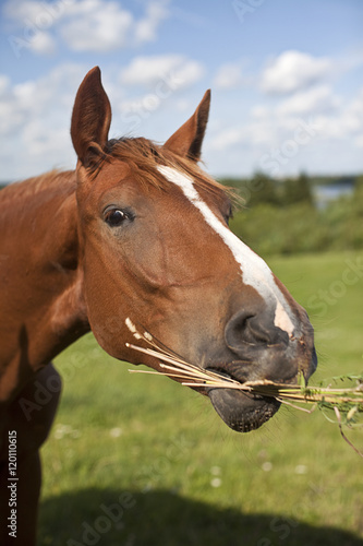 Horse Lunch © bartsadowski