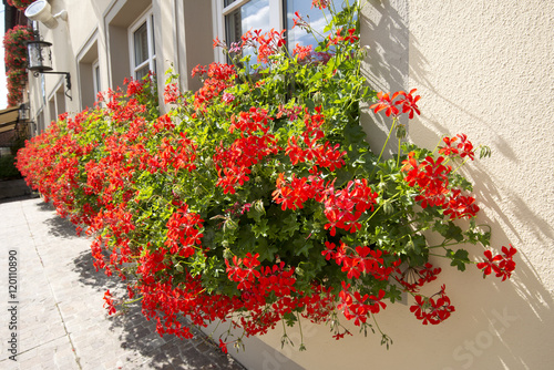 Fototapeta Naklejka Na Ścianę i Meble -  Red Geranium planter at yellow painted house